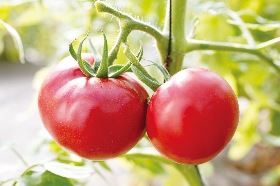 【川崎】『1日限定で1人1000円まで』野菜が特別価格！お米が1/10で当たる！カワサキKEIRINマルシェが開催