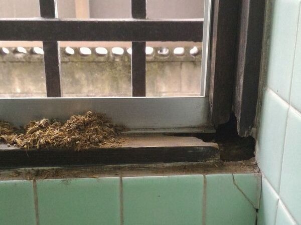 腐った柱在来工法