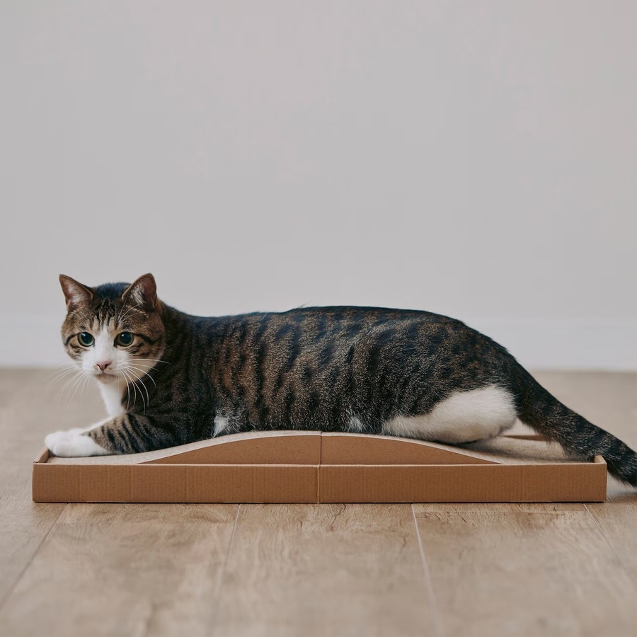 【無印良品】8月の新商品情報｜秋の味覚先取りグルメや愛猫家待望のペット用品も登場！