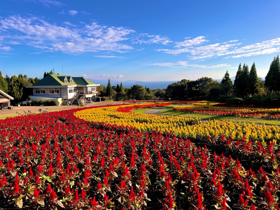 色鮮やかなブライトスパークス（ケイトウ）の花畑（写真は過去開催時のもの）