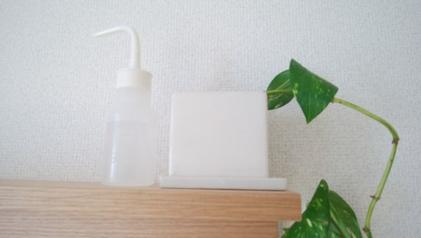 高い位置にいる観葉植物への水やり係