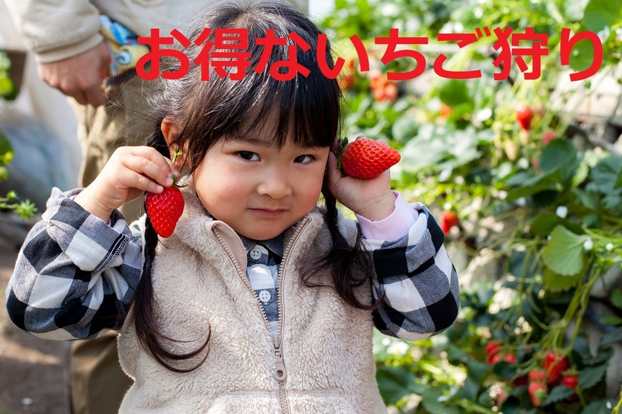 いちご狩り、持ち帰りいちご、いちご