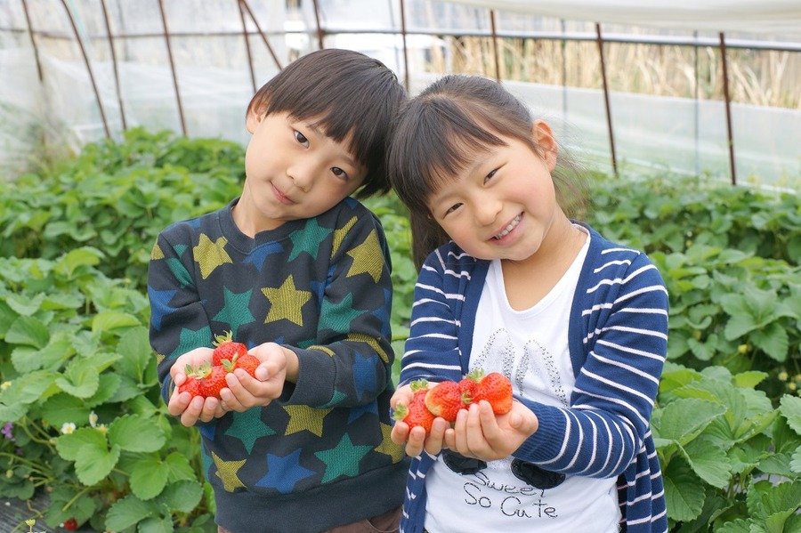 いちご狩り、コスパ、いちご、美味しい