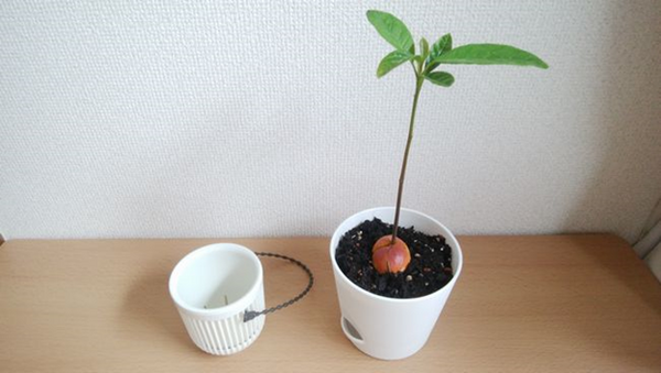 我が家の植木鉢