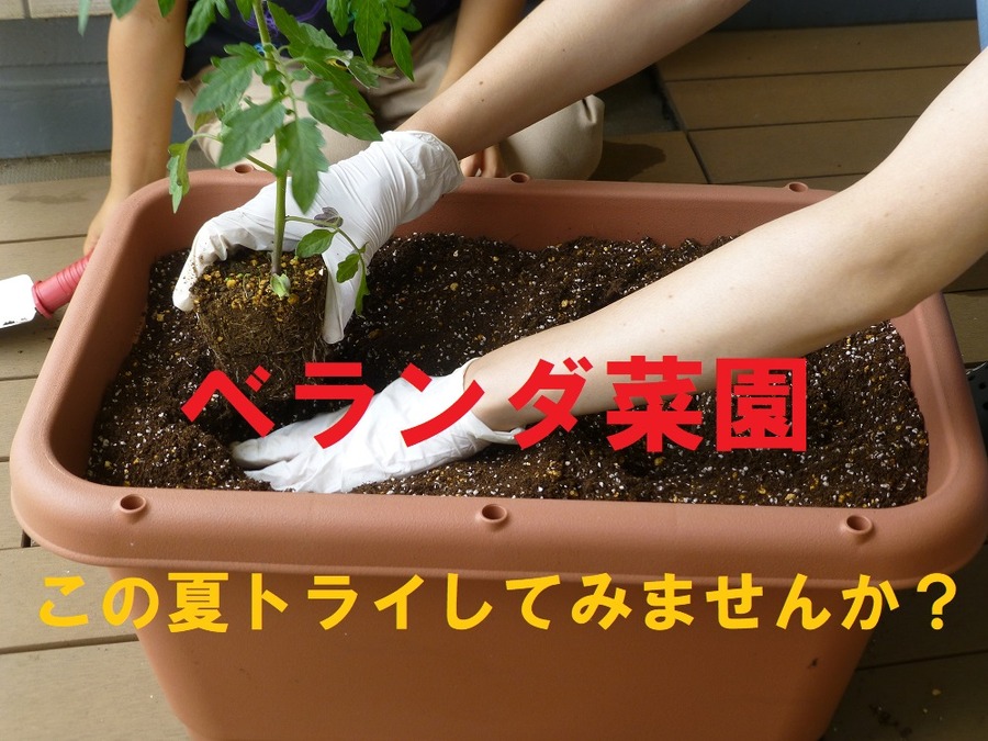 この夏ベランダ菜園してみませんか？