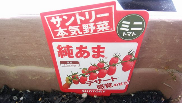 「ベランダ菜園」で楽しく美味しく節約を　夏こそ自宅で食材を育ててみよう