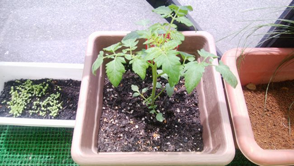 「ベランダ菜園」で楽しく美味しく節約を　夏こそ自宅で食材を育ててみよう