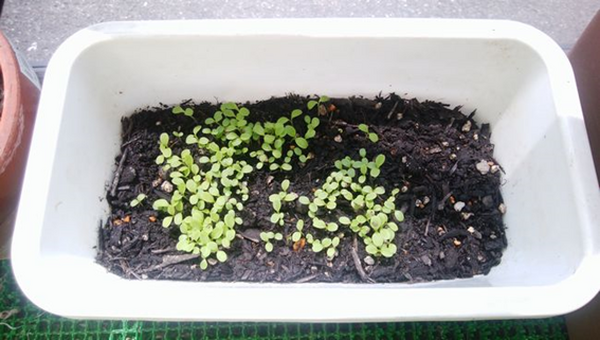 「ベランダ菜園」で楽しく美味しく節約を　夏こそ自宅で食材を育ててみよう