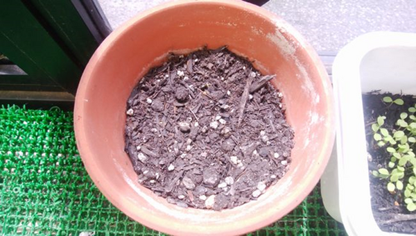 「ベランダ菜園」で楽しく美味しく節約を　夏こそ自宅で食材を育ててみよう