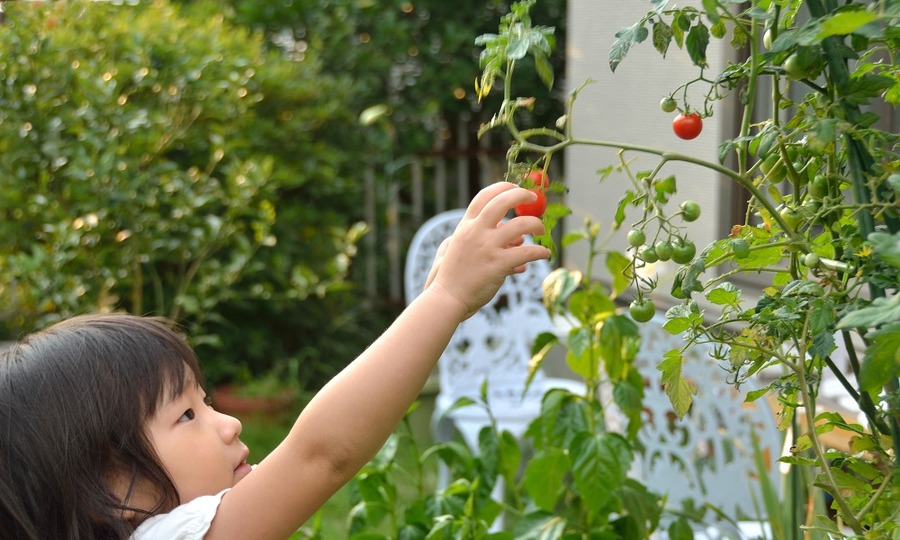 「ベランダ菜園」で、節約と満足と充実感を達成できます