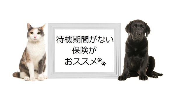 待機期間がない保険がおすすめです