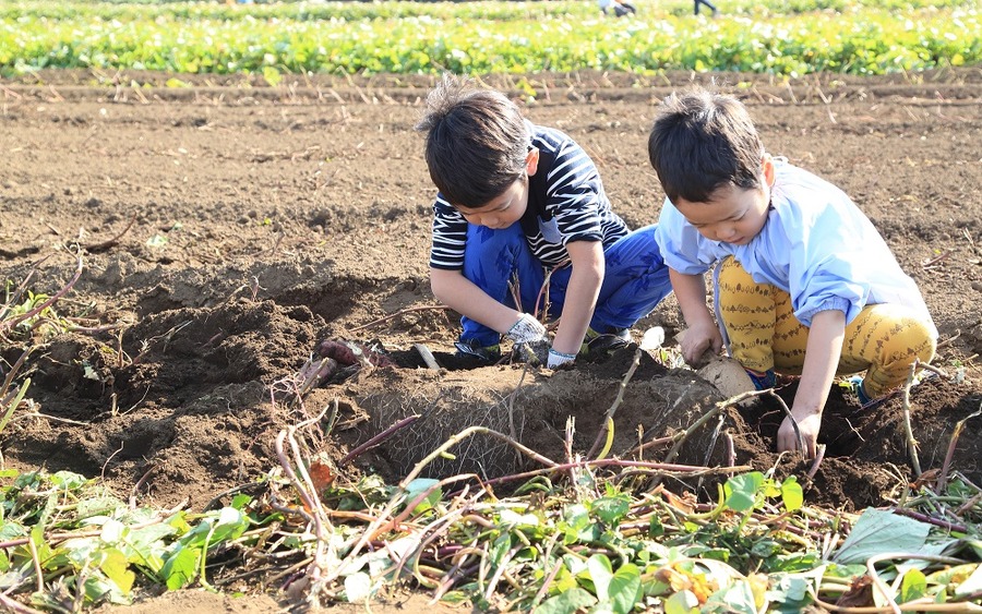 幼稚園や保育園で、大根ほりや土づくりのお手伝い