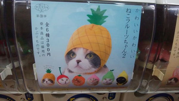 猫のかぶりものシリーズのガチャガチャ