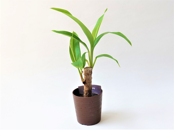 100均ダイソーの「観葉植物」は枯れにくく初心者でも育てやすい　「おしゃれなオススメ植物3つ」を紹介