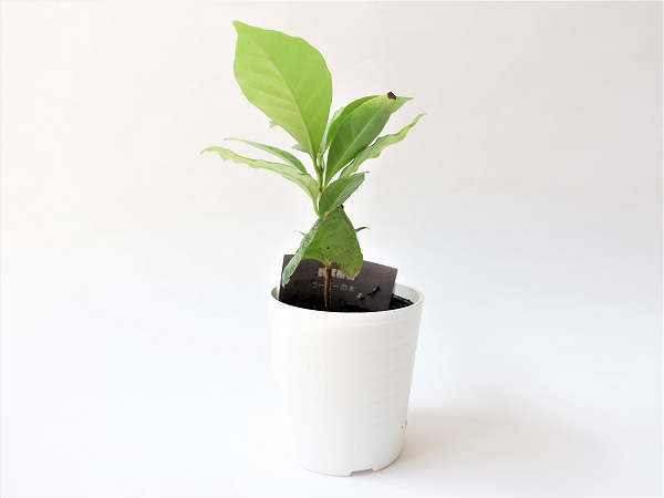 100均ダイソーの「観葉植物」は枯れにくく初心者でも育てやすい　「おしゃれなオススメ植物3つ」を紹介