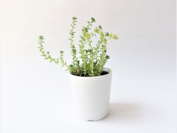 100均ダイソーの「観葉植物」は枯れにくく初心者でも育てやすい　「おしゃれなオススメ植物3つ」を紹介
