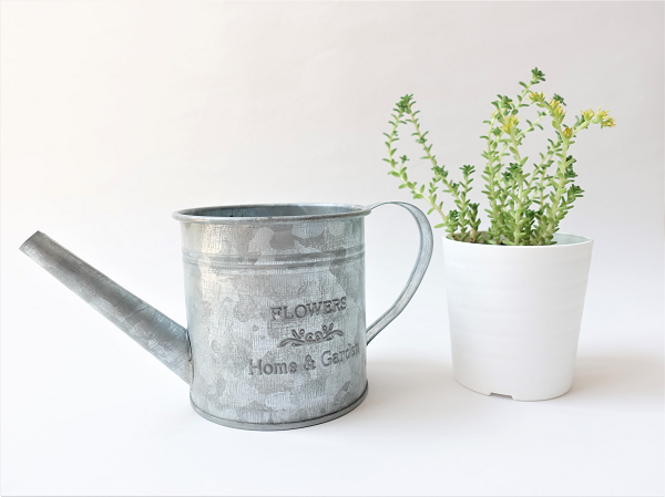 100均ダイソーの「観葉植物」は枯れにくく初心者でも育てやすい　「おしゃれなオススメ植物3つ」を紹介