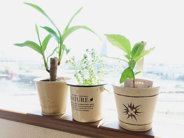 100均ダイソーの「観葉植物」は枯れにくく初心者でも育てやすい　「おしゃれなオススメ植物3つ」を紹介