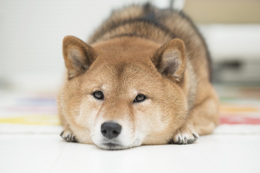 ペットのお留守番