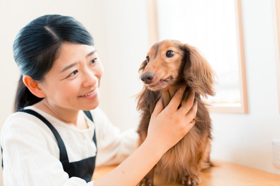 ペットシッターは、飼い主に代わってペットの散歩や餌やりなどをするお仕事