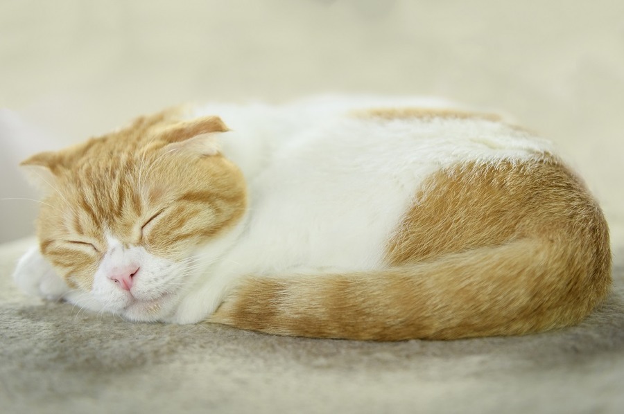 長く家を空けるなら「ペットホテル」
