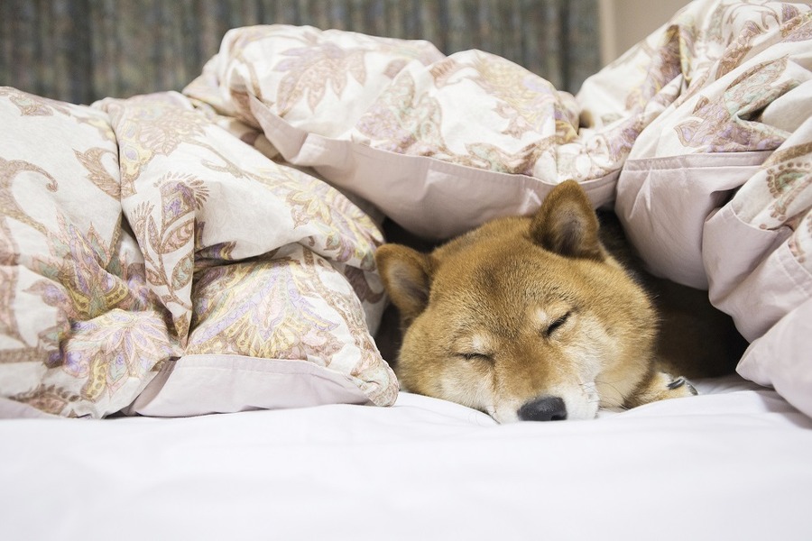 上質な寝具で上質な睡眠