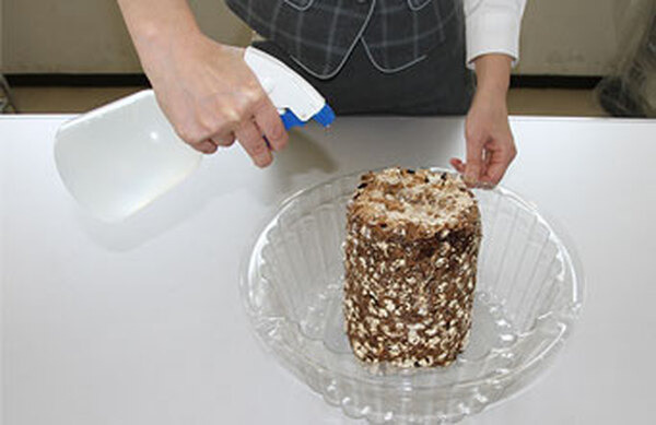 あとは毎日霧吹きで水をかける程度