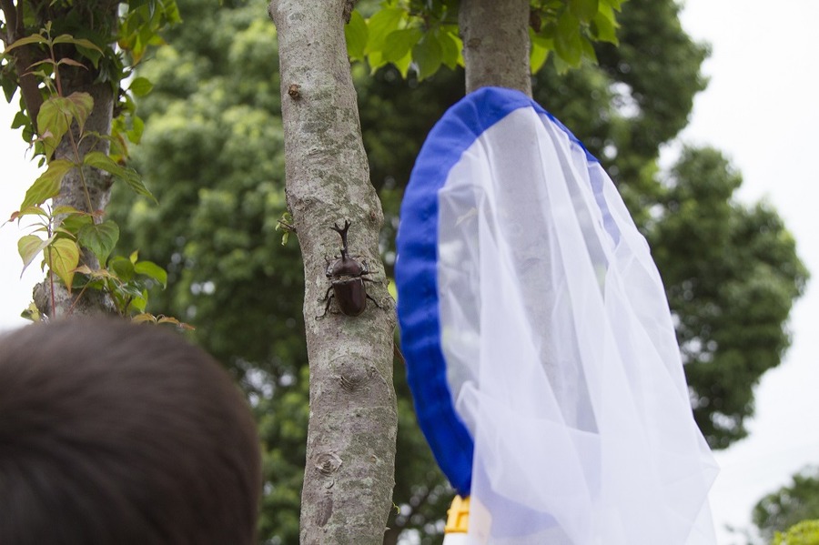 カブトムシ採集
