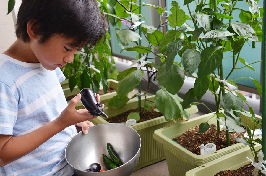 庭やベランダで野菜を育てる