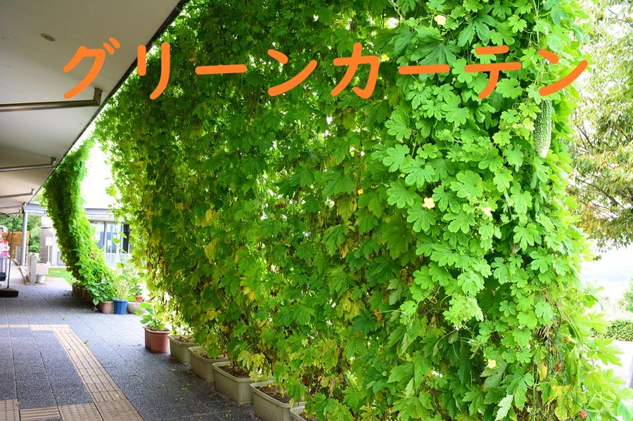 グリーンカーテン
