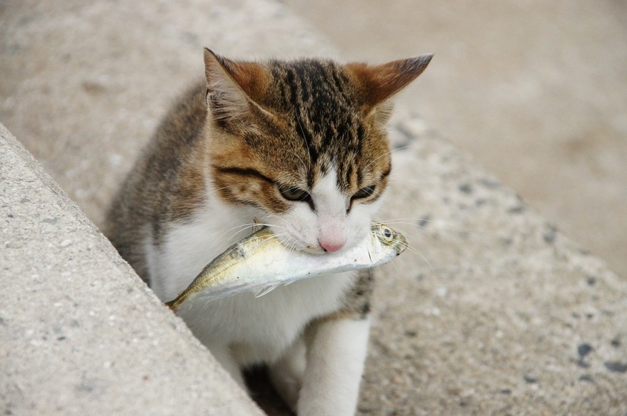 波平さんは何歳