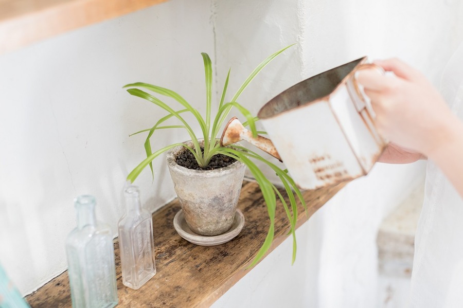 観葉植物をおいておく