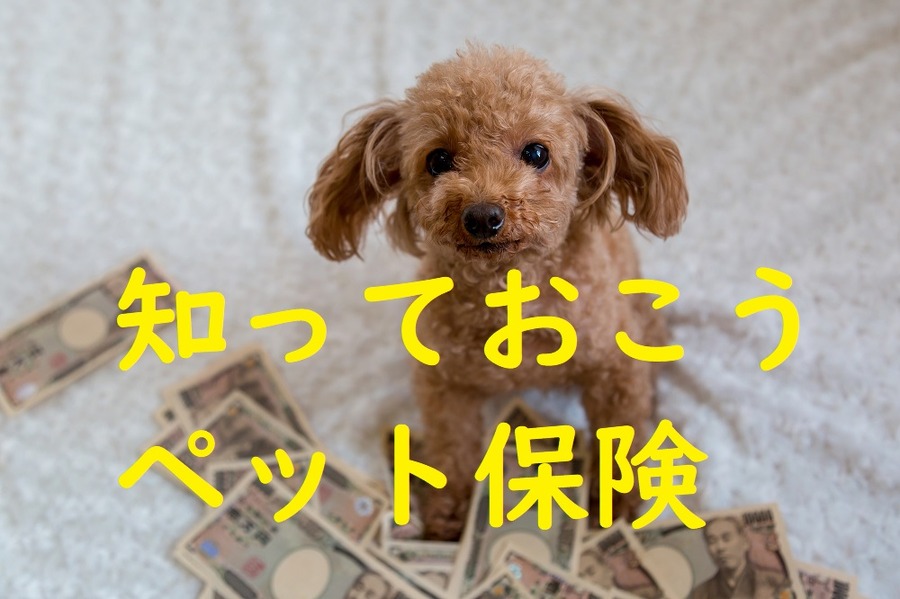 ペット保険