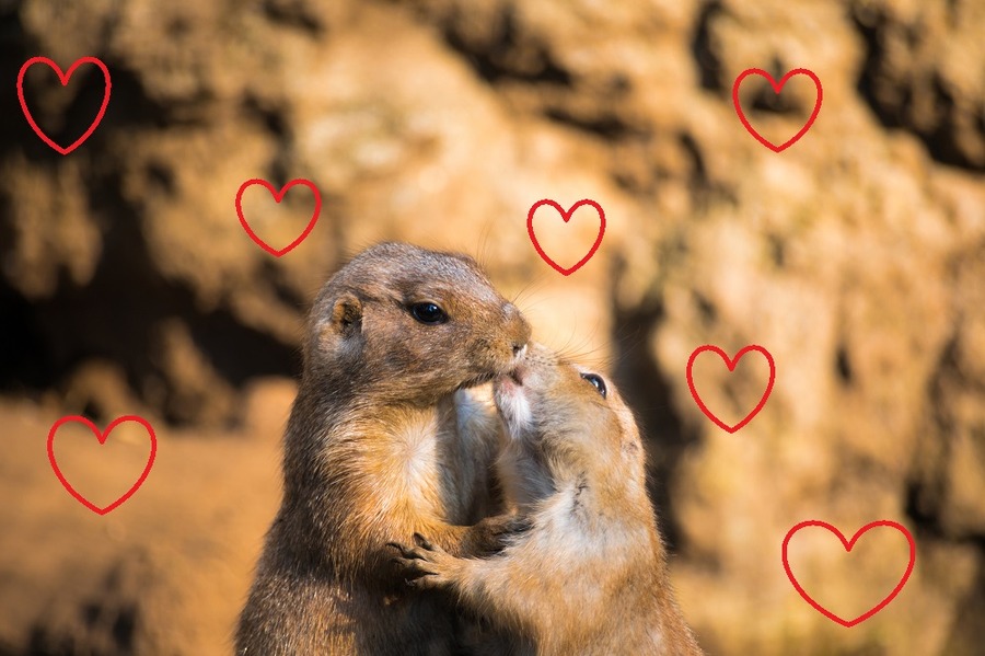 多様化する恋愛の価値観