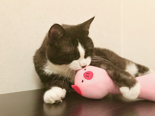 ダイソーの「100円猫グッズ」は猫のココロを掴むのか？　我が家の猫たちと共に検証してみました。
