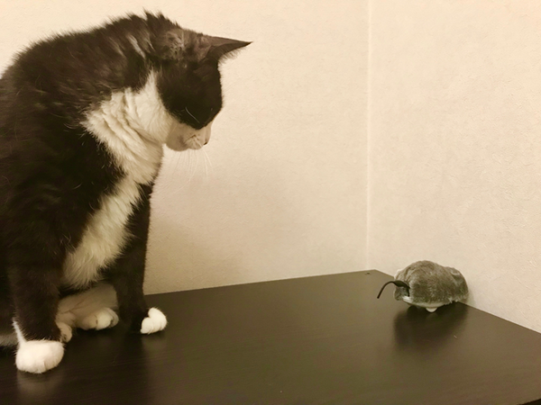 ダイソーの「100円猫グッズ」は猫のココロを掴むのか？　我が家の猫たちと共に検証してみました。