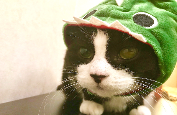 ダイソーの「100円猫グッズ」は猫のココロを掴むのか？　我が家の猫たちと共に検証してみました。