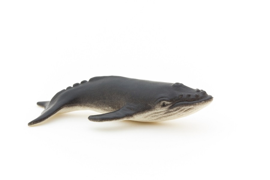 池にクジラを放つよう