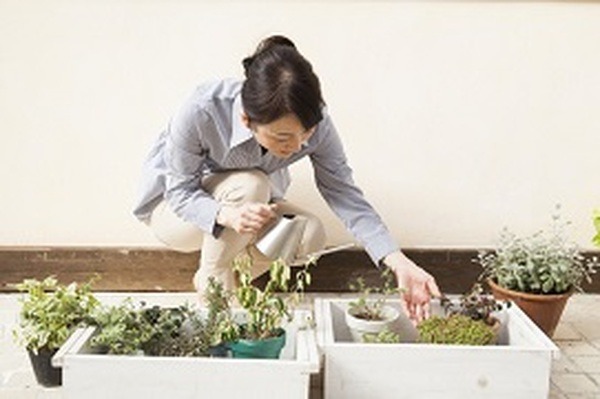 ベランダでもできるプランター栽培　我が家のガーデニング費用を公開