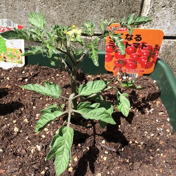 ベランダでもできるプランター栽培　我が家のガーデニング費用を公開