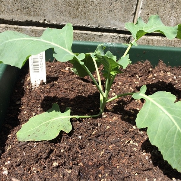 ベランダでもできるプランター栽培　我が家のガーデニング費用を公開