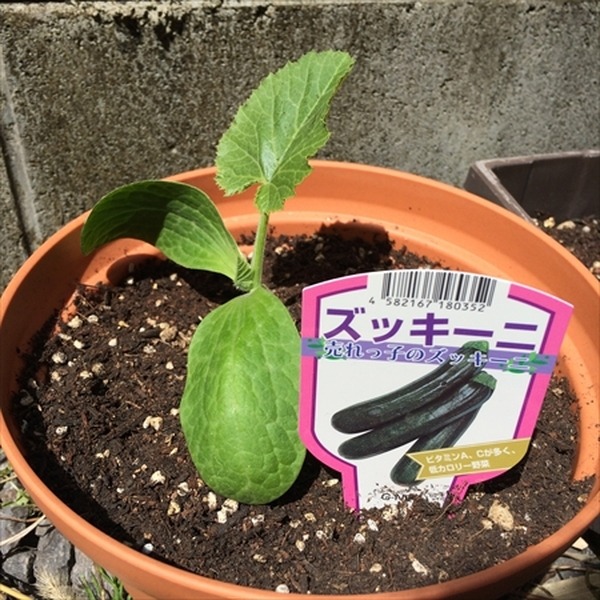 ベランダでもできるプランター栽培　我が家のガーデニング費用を公開