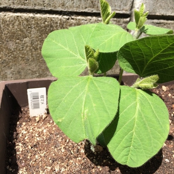 ベランダでもできるプランター栽培　我が家のガーデニング費用を公開