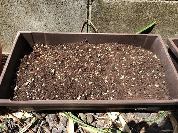 ベランダでもできるプランター栽培　我が家のガーデニング費用を公開