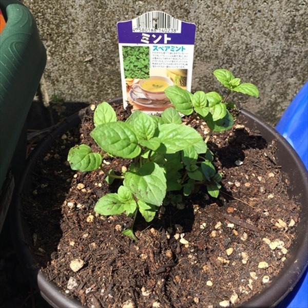 ベランダでもできるプランター栽培　我が家のガーデニング費用を公開