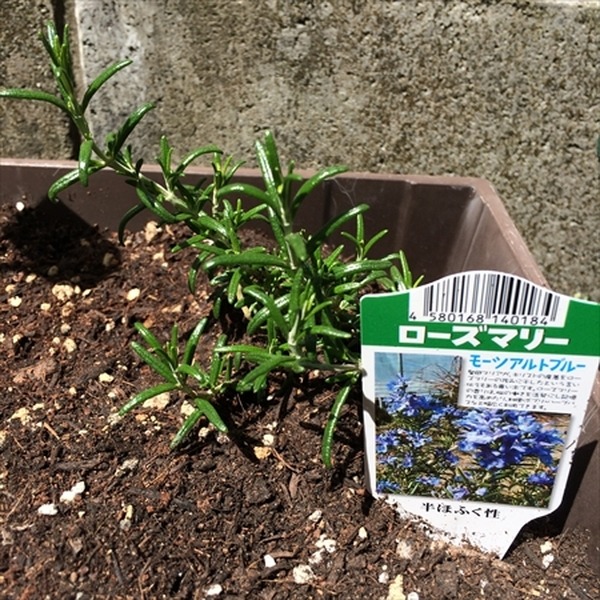 ベランダでもできるプランター栽培　我が家のガーデニング費用を公開