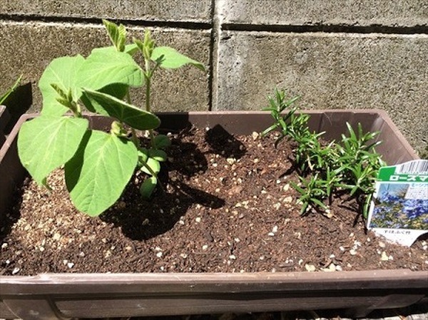 ベランダでもできるプランター栽培　我が家のガーデニング費用を公開