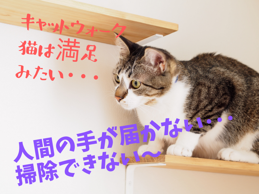 キャットウォークに猫は満足みたい