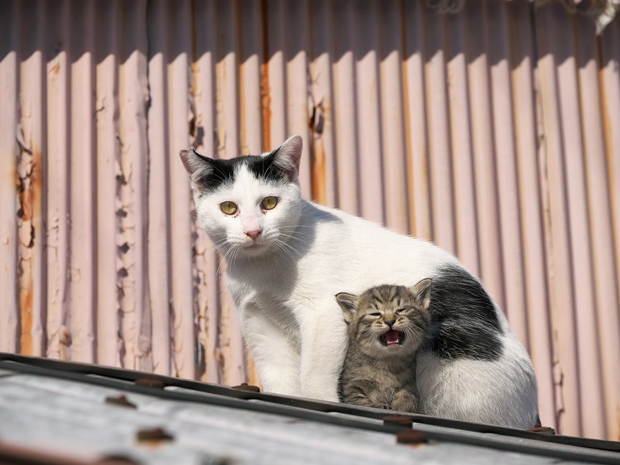空家に住む猫