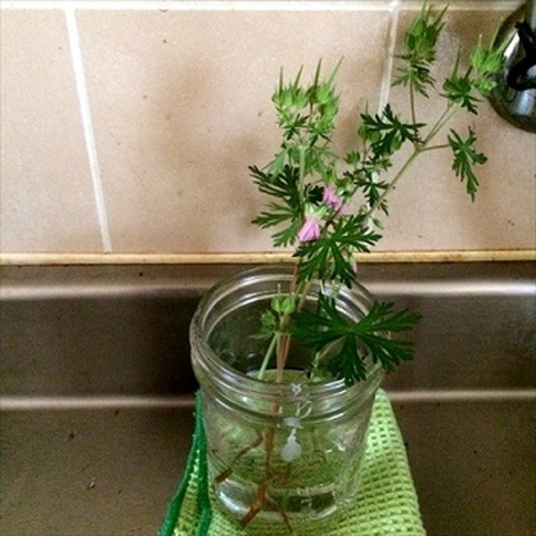 放置されたメイソンジャーの活用方法を探る！　サラダ以外の使い道8つ